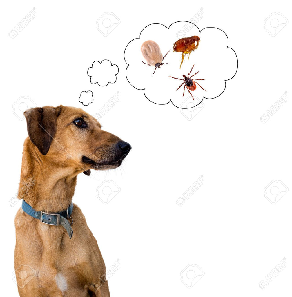 Natural Flea, Tick, & Mosquito Prevention- THAT REALLY WORK!